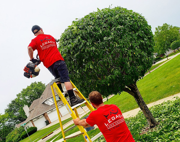 Legacy Lawn Grooming tree trimming